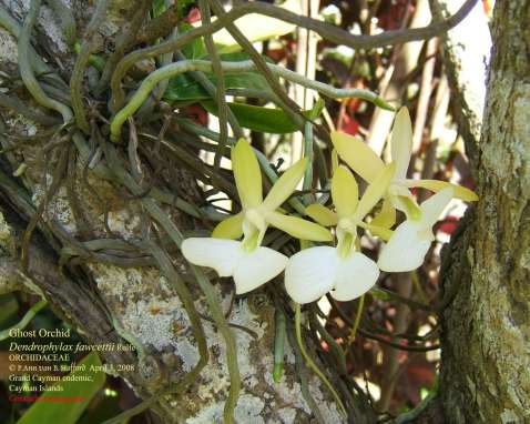 Grand Cayman Ghost Orchid - Dendrophylax fawcettii