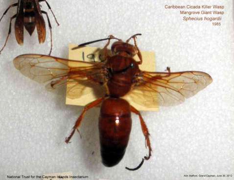 Bộ sưu tập Côn trùng - Page 54 Cicada-killer-wasp1985-jun26-12-as