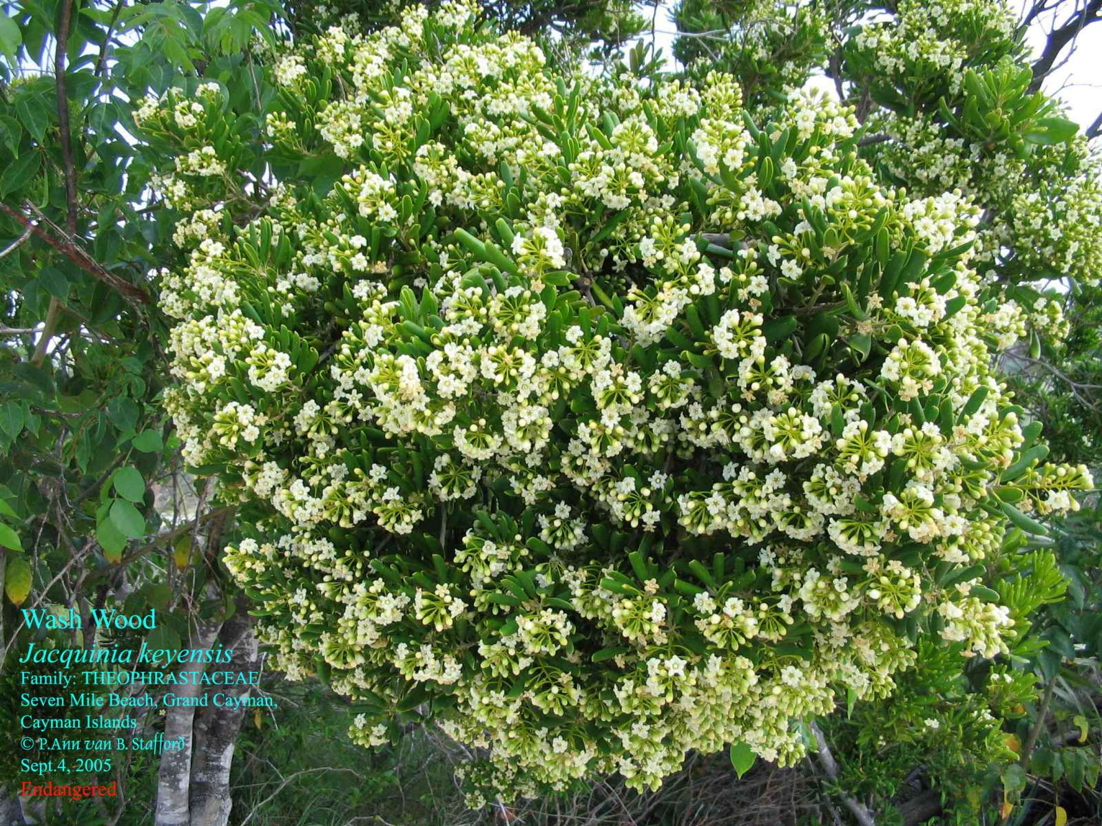 Jacquinia keyensis fl SMB Sep4-05 AS