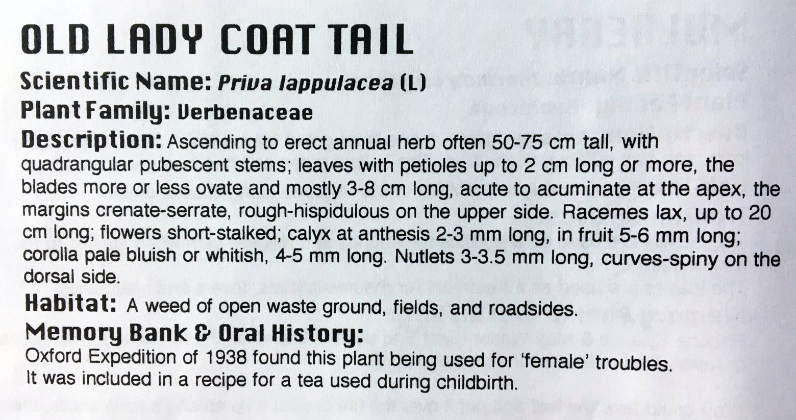 Old Lady Coat Tail Priva lappulacea McCubbin Mar.15, 1995